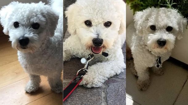 Robaron a la perro Ollie