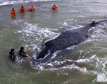 Apareció muerta la ballena de Mar del Tuyú
