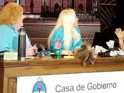 Graciela Alfano, hot en lo de Susana. Graciela Alfano, hot en lo de Susana.