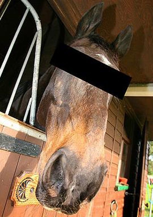 Caballo ultrajado