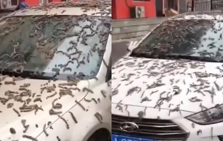 Misterio en China por una lluvia de gusanos
