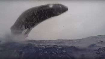 El momento en el que una ballena pega da un salto espectacular El momento en el que una ballena pega da un salto espectacular