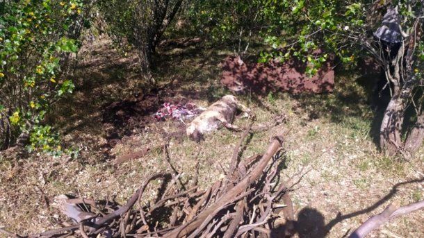 Azul: una profesora salió a caminar y fue comida por una jauría. Gentileza Diario El Tiempo