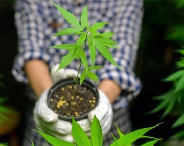 Autocultivo de marihuana.