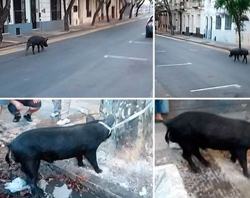 Sorpresa en Rosario: un chancho suelto por las calles del centro