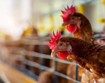 Más medidas para evitar la expansión de la gripe aviar: cuáles son