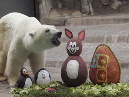 conmocion en las redes por la muerte del oso polar winner conmocion en las redes por la muerte del oso polar winner