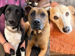 Murió un rescatista y buscan hogar para sus perros: fueron golpeados y temen por su seguridad