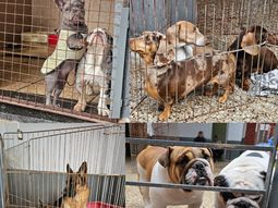 Maltrato animal: clausuraron un criadero ilegal en Villa Urquiza y rescatan a 13 perros y un loro silvestre