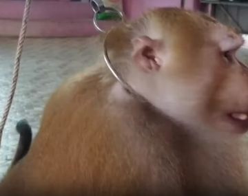 Maltrato animal: hacen levantar pesas a un mono como parte de un espectáculo