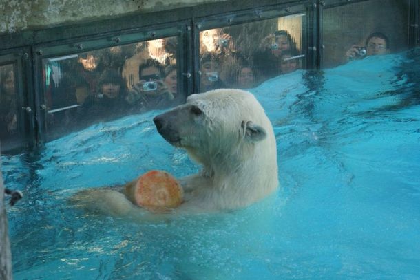 El trágico final de los restos del oso polar del zoológico porteño