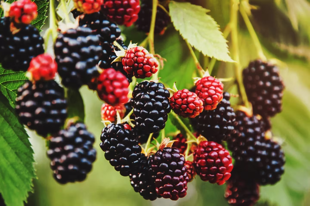 Moras, frutas que activan el deseo sexual y frenan el envejecimiento. Moras, frutas que activan el deseo sexual y frenan el envejecimiento.