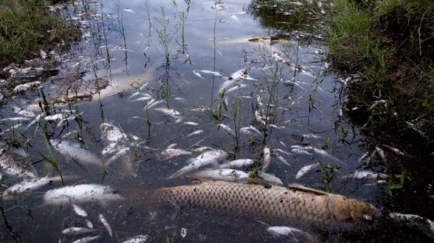 Preocupa en Córdoba la misteriosa muerte de peces en Calamuchita