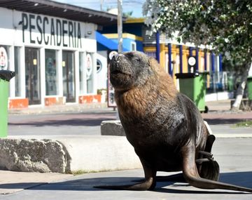 Fotos gentileza:&nbsp;Mauricio Arduin - Diario La Capital de Mar del Plata.