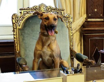 Macri mostró a su perro en el sillón presidencial