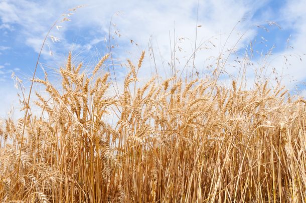 La zafra de cultivos de invierno 2023 fue casi un 30% menor a la de 2022.