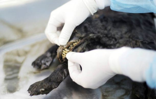 Aseguran que podrían clonar un perro de hace 12.400 años