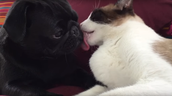 el tierno video entre un perro y un gato que se besan hasta dormirse el tierno video entre un perro y un gato que se besan hasta dormirse