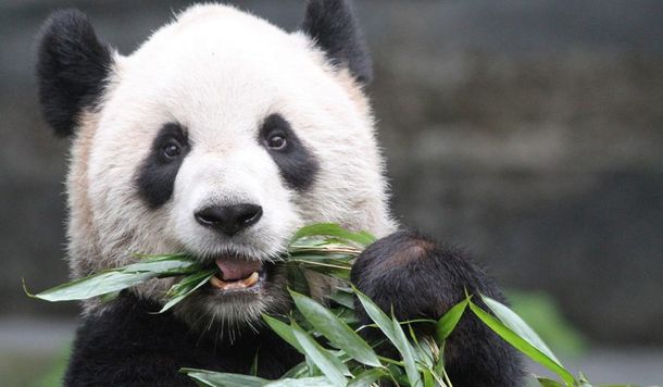 Canad&aacute;: los pandas comen por d&iacute;a hasta 40 kilos de bamb&uacute; fresco proveniente de China