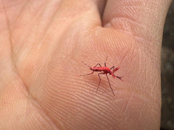 El método consiste en la cría masiva de mosquitos irradiados con rayos gamma para quedar estériles.