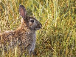 Un virus mortífero similar al ébola se propaga entre los conejos en Estados Unidos y México