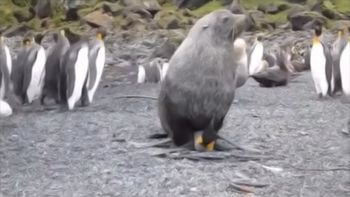 predadores: confirman que lobos marinos tienen sexo con pingüinos predadores: confirman que lobos marinos tienen sexo con pingüinos
