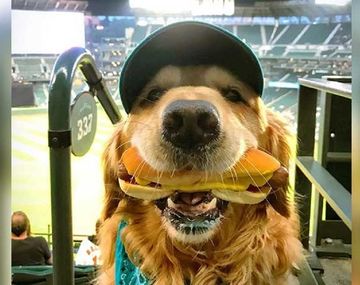 El video más tierno: la increíble reacción del perro mientras su dueño le saca una foto