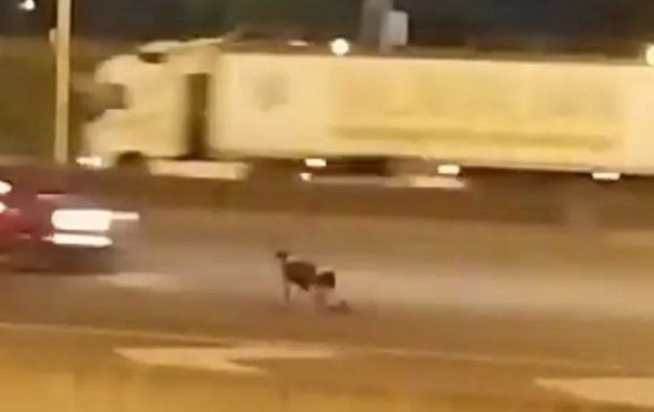 Chocó e intentó suicidarse en la Panamericana: cuál es su situación judicial