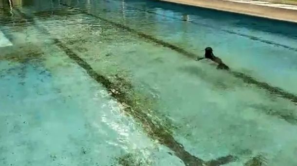Inesperado hallazgo de un lobo marino en la costa de Berazategui