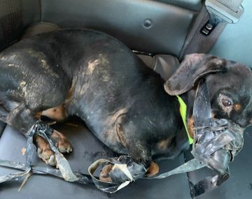 Flick fue abandonado a su suerte al costado de una ruta