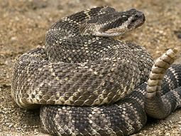 Serpiente cascabel Serpiente cascabel