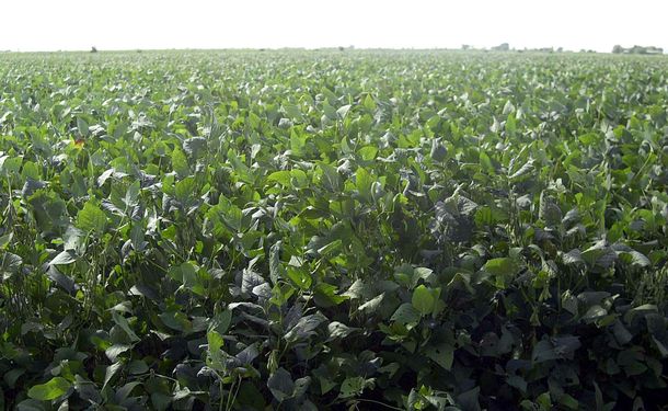 El 72 por ciento de los cultivos de los militares son de soja