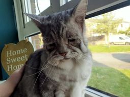 ¿El sucesor de Grumpy Cat? Es el gato más triste pero tiene a todos enamorados