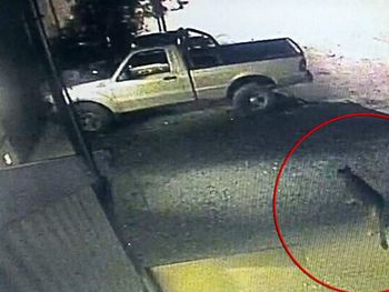 El puma fue captado por una cámara de seguridad