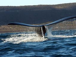Ballenas en Puerto Madryn