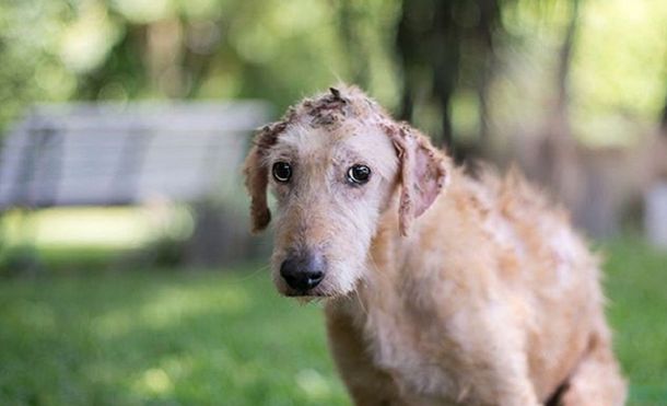 Marcha en contra de la reforma de la ley de maltrato animal: Legaliza el daño a los animales