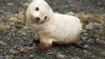 nacio un lobo marino albino cerca de viedma nacio un lobo marino albino cerca de viedma