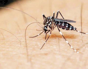 Dengue: 14 provincias argentinas presentan circulación viral