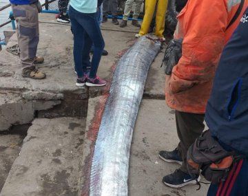 El extraño pez que puso en alerta a Chile: el motivo