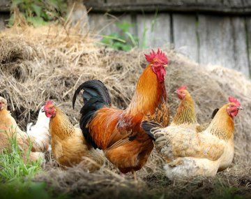 Ni una neurona: virales por sus teorías sobre el huevo