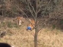 video: un tigre mato a un hombre en un zoologico de china video: un tigre mato a un hombre en un zoologico de china