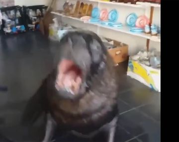 Un lobo marino atendió un local en Mar del Plata