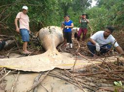 Apareció una ballena en el Amazonas: ¿cómo llegó allí?