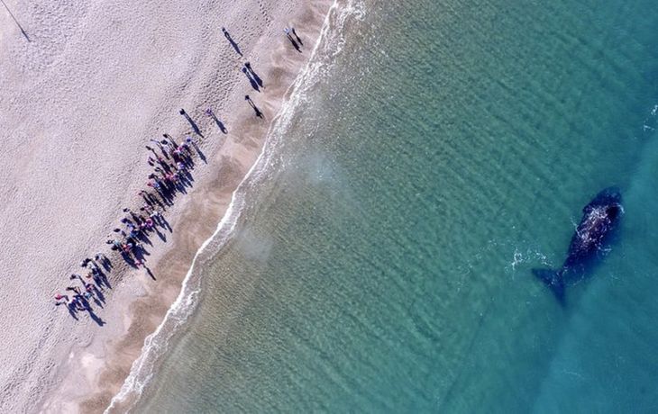 Imperdible: así fue la increíble llegada de ballenas a la Patagonia