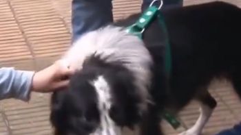 Rescataron a Bob, el perro que fue ferozmente golpeado por su dueño en Flores