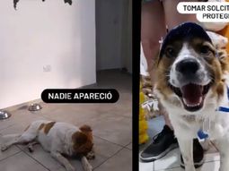 Bruno, el perro al que rechazaban en su edificio, encontró una familia y es feliz