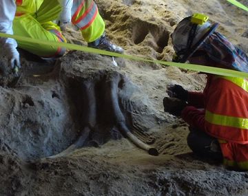 Encontraron dos cráneos de mamut