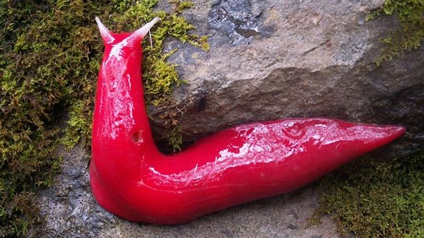 Encuentran una babosa gigante y rosa en Australia