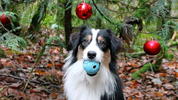 Secret protagoniza el viral navideño del momento