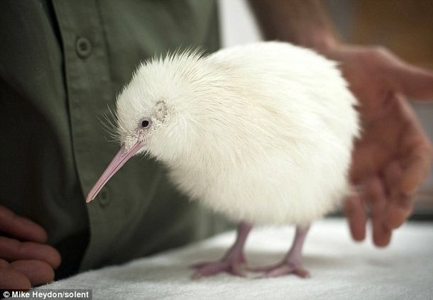 Kiwi albino 2